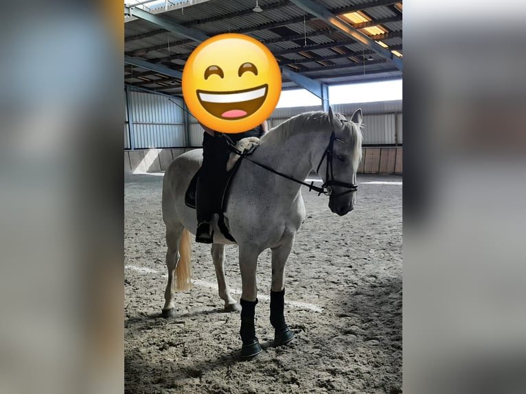 Oldenbourg Jument 15 Ans 169 cm Gris moucheté in Hesel