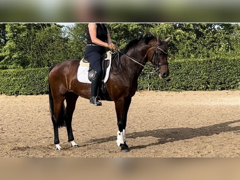 Oldenbourg Jument 15 Ans 170 cm Bai in Stadecken-Elsheim