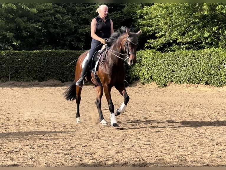 Oldenbourg Jument 15 Ans 170 cm Bai in Stadecken-Elsheim