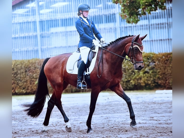 Oldenbourg Jument 15 Ans 170 cm Bai in Stadecken-Elsheim