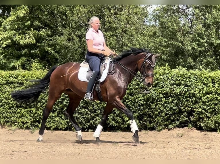 Oldenbourg Jument 15 Ans 170 cm Bai in Stadecken-Elsheim