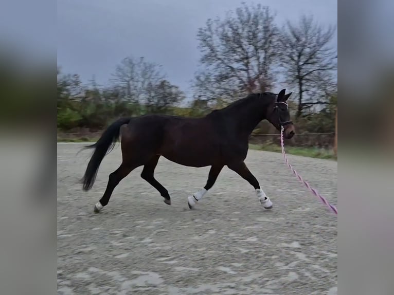 Oldenbourg Jument 15 Ans 170 cm Bai in Bruchsal