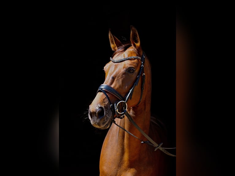 Oldenbourg Jument 15 Ans 170 cm Bai in Tawern