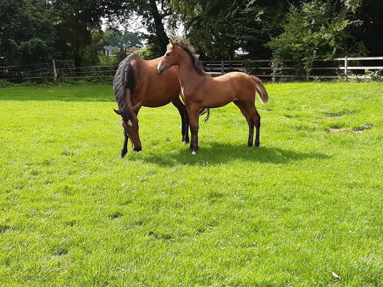 Oldenbourg Jument 15 Ans 170 cm Bai in Nortrup