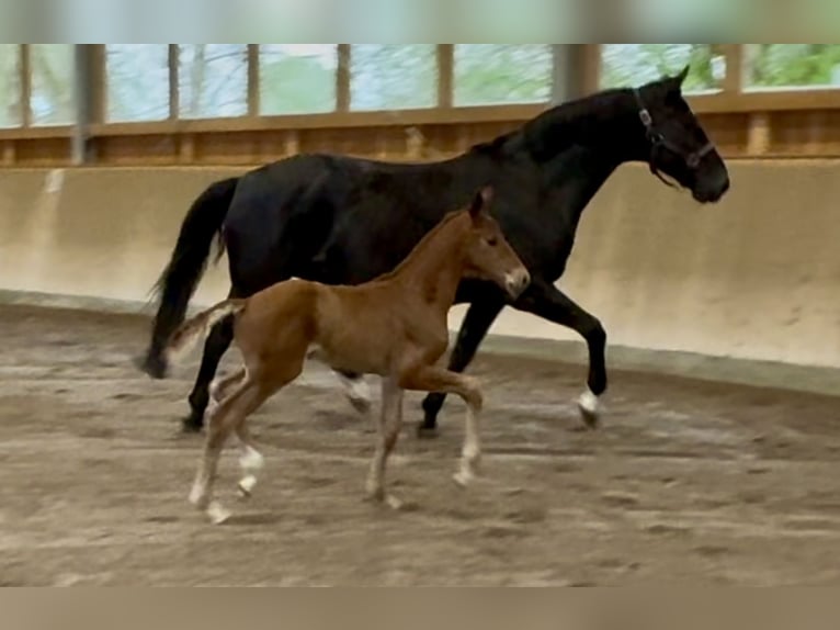 Oldenbourg Jument 15 Ans 170 cm Noir in G&#xF6;ldenitz