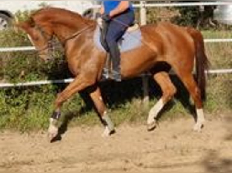 Oldenbourg Jument 15 Ans 172 cm Alezan in Runkel