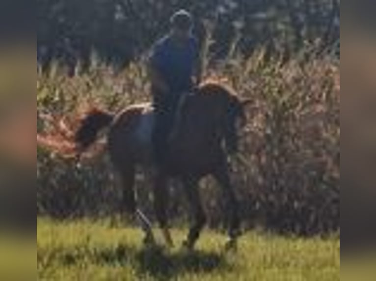 Oldenbourg Jument 15 Ans 172 cm Alezan in Runkel