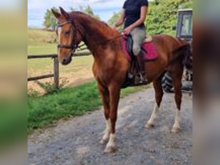 Oldenbourg Jument 15 Ans 172 cm Alezan in Runkel