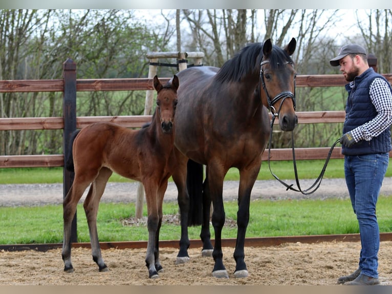 Oldenbourg Jument 15 Ans 172 cm Bai brun in Blunk