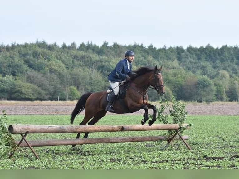 Oldenbourg Jument 15 Ans 172 cm Bai in Garrel