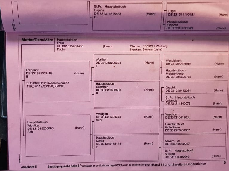 Oldenbourg Jument 15 Ans 172 cm Noir in Lastrup