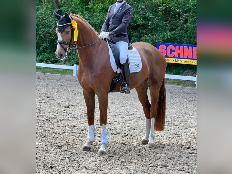 Oldenbourg Jument 15 Ans 172 cm Noir in Lastrup