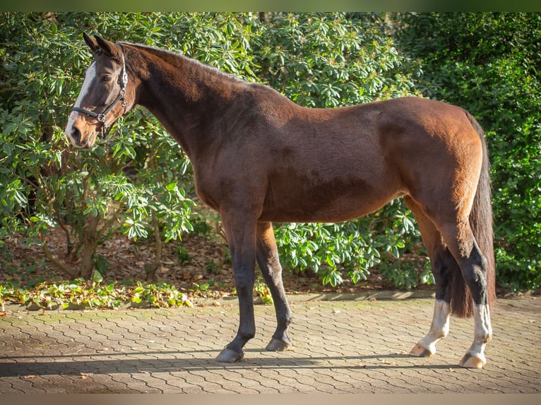 Oldenbourg Jument 15 Ans 173 cm Bai brun in Damme