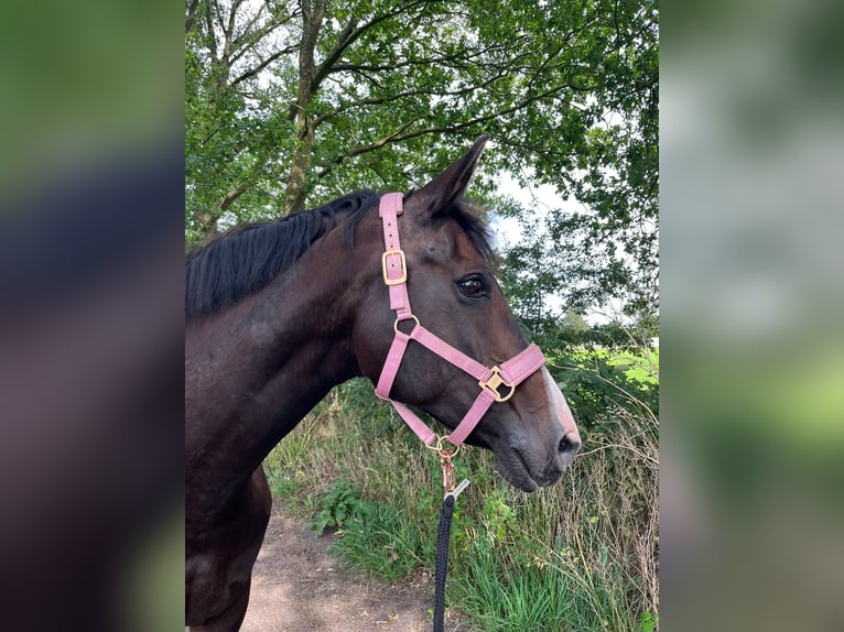 Oldenbourg Jument 15 Ans 174 cm Bai brun in Norderstedt