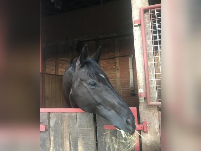 Oldenbourg Jument 15 Ans 174 cm Noir in Warendorf