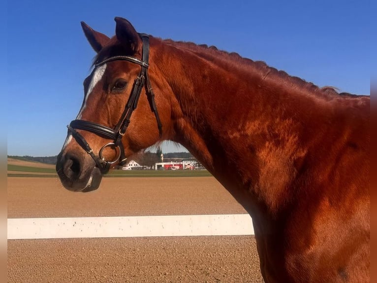 Oldenbourg Jument 15 Ans 178 cm Alezan in Allershausen