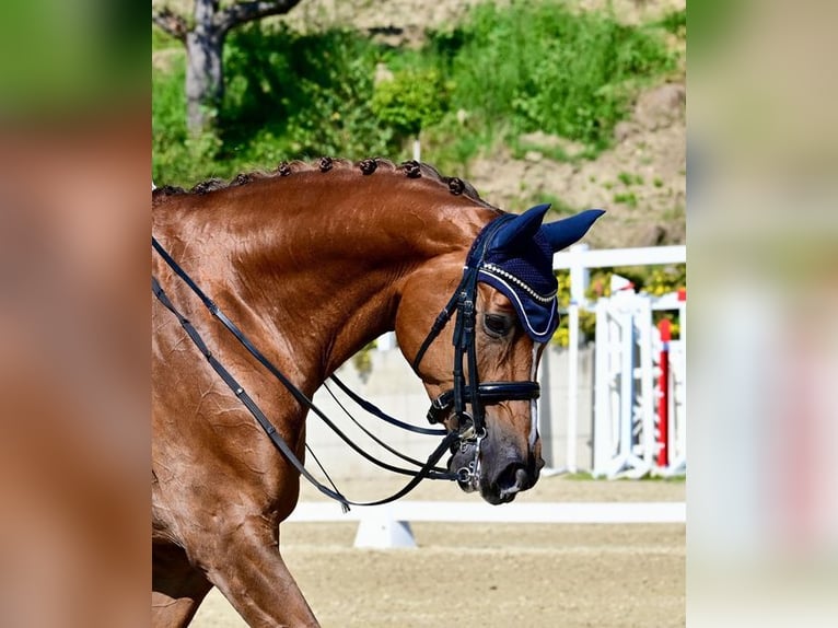 Oldenbourg Jument 15 Ans 178 cm Alezan in Allershausen