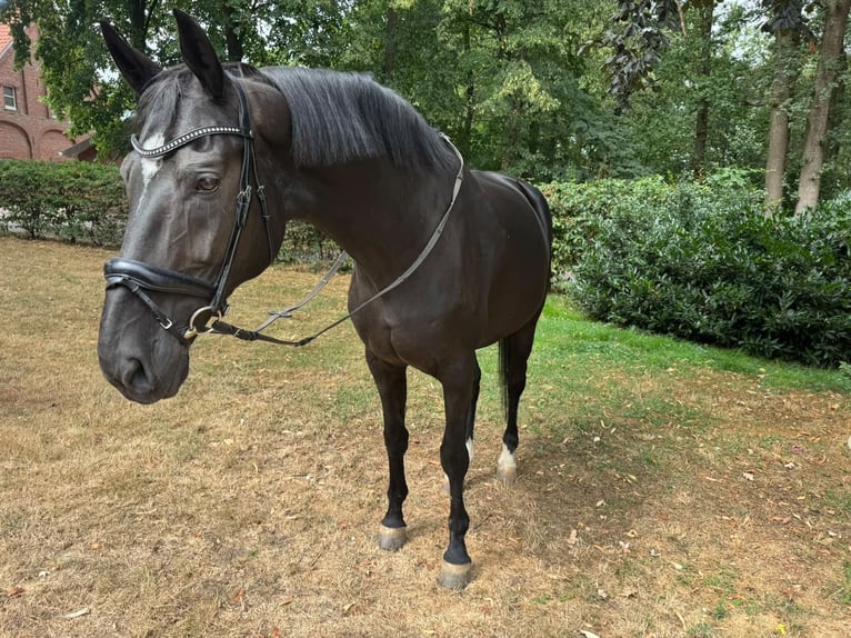 Oldenbourg Jument 15 Ans 178 cm Noir in Reken