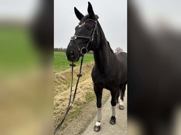 Oldenbourg Jument 15 Ans 179 cm Bai brun foncé in Braunschweig