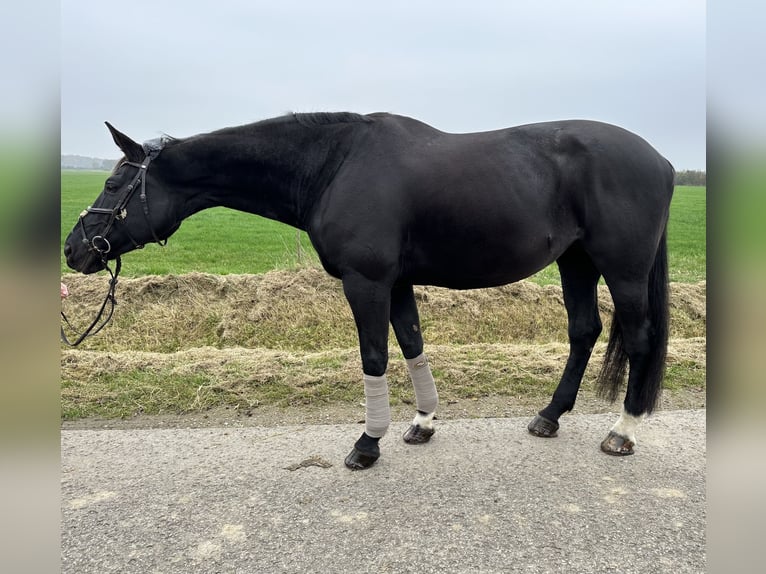 Oldenbourg Jument 15 Ans 179 cm Bai brun foncé in Braunschweig