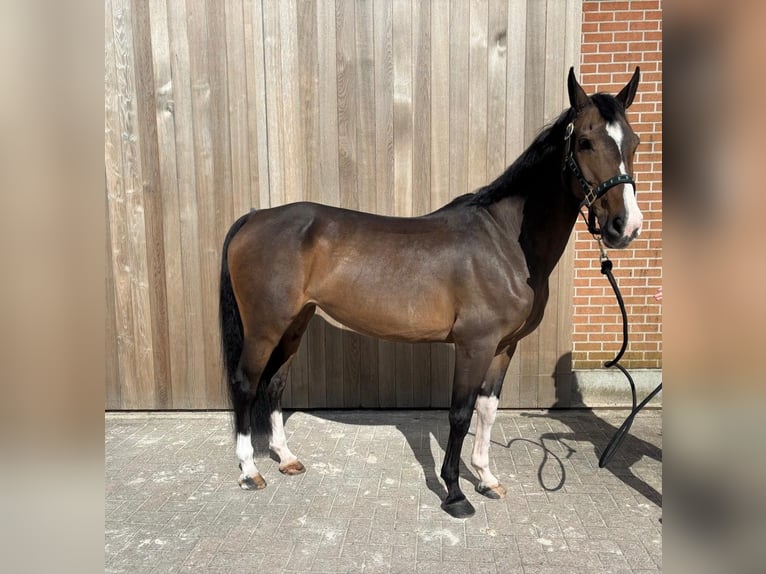 Oldenbourg Jument 16 Ans 156 cm Bai in Ravels