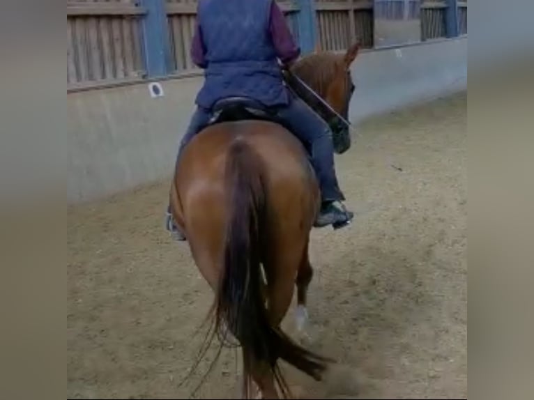 Oldenbourg Jument 16 Ans 164 cm Alezan in Emmerting