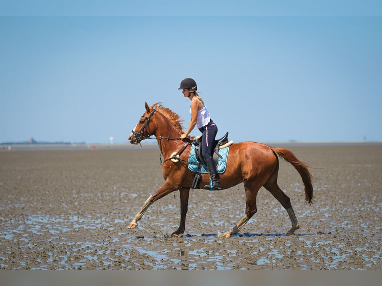 Oldenbourg Jument 16 Ans 165 cm Alezan in Bremen