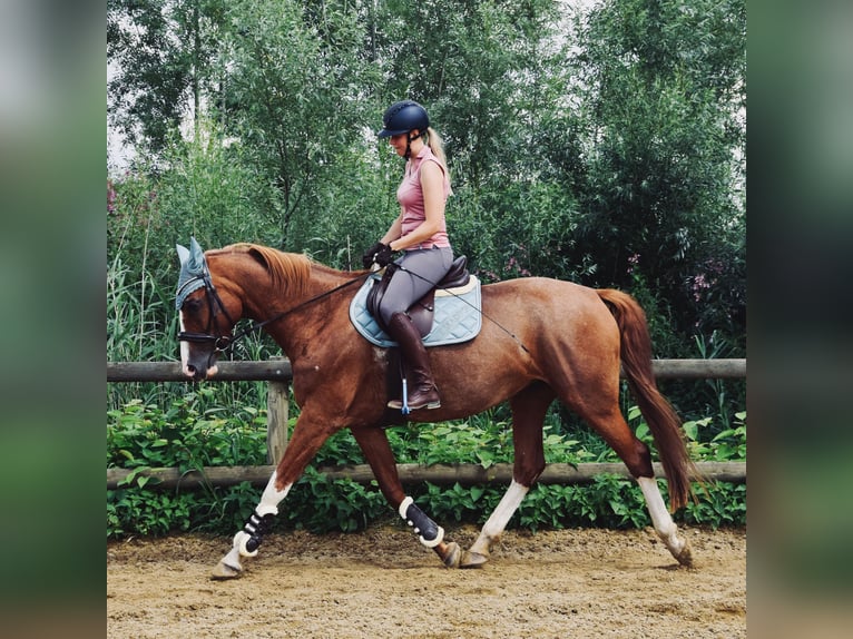 Oldenbourg Jument 16 Ans 165 cm Alezan in Bremen