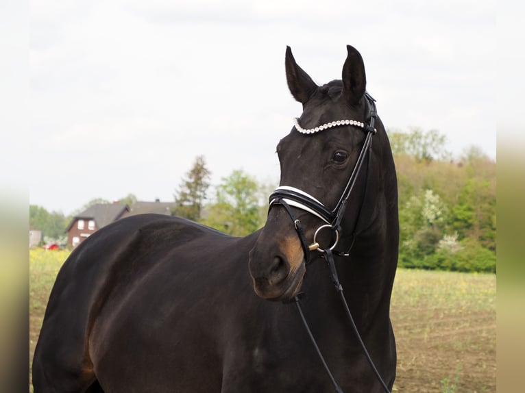 Oldenbourg Jument 16 Ans 166 cm Noir in Bramsche