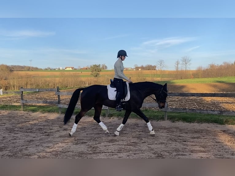 Oldenbourg Jument 16 Ans 168 cm Bai brun in Mühlacker