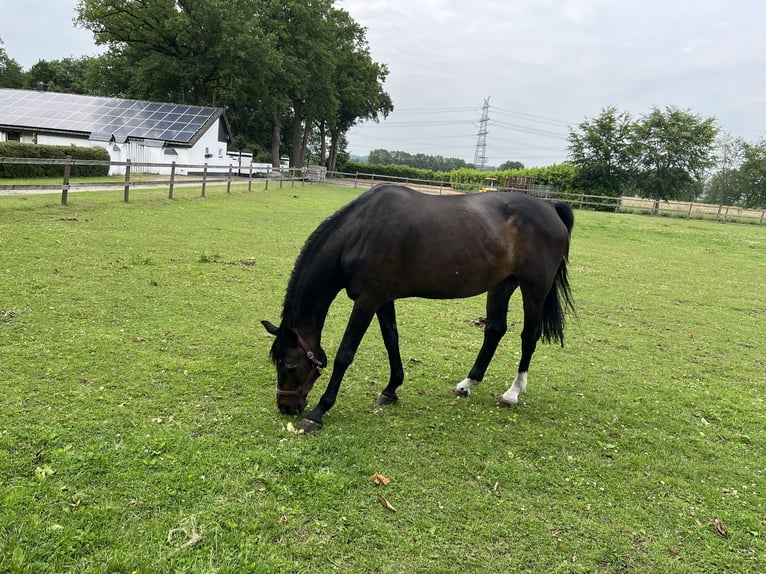Oldenbourg Jument 16 Ans 168 cm Bai brun in Merzen