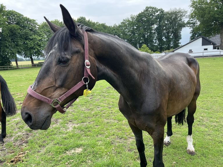 Oldenbourg Jument 16 Ans 168 cm Bai brun in Merzen