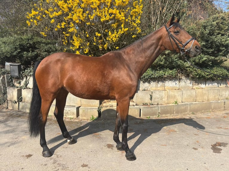 Oldenbourg Jument 16 Ans 168 cm Bai in Leonberg