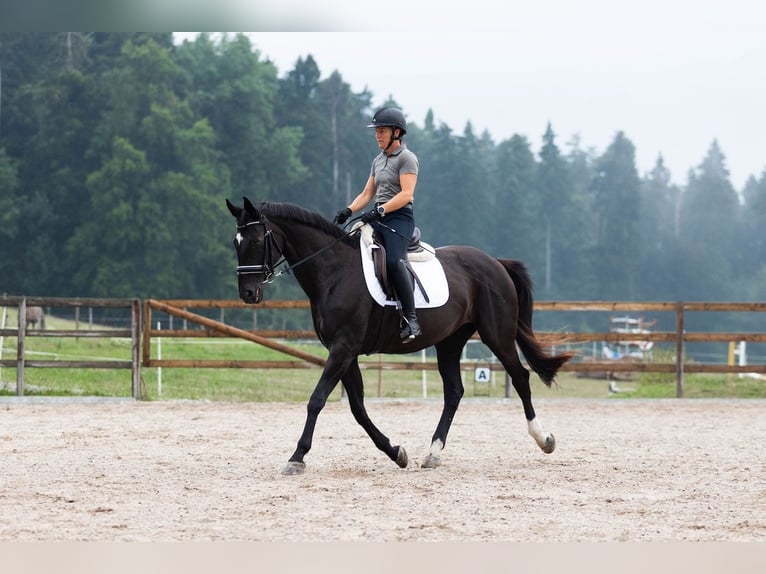 Oldenbourg Jument 16 Ans 168 cm Noir in Hinteregg