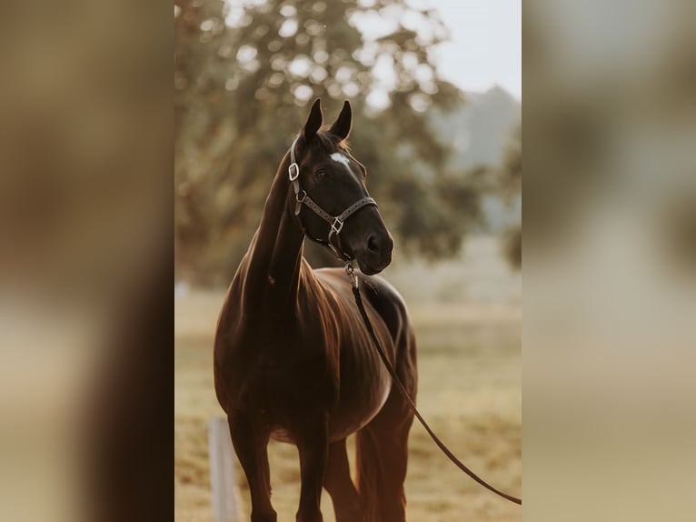 Oldenbourg Jument 16 Ans 168 cm Noir in Hinteregg