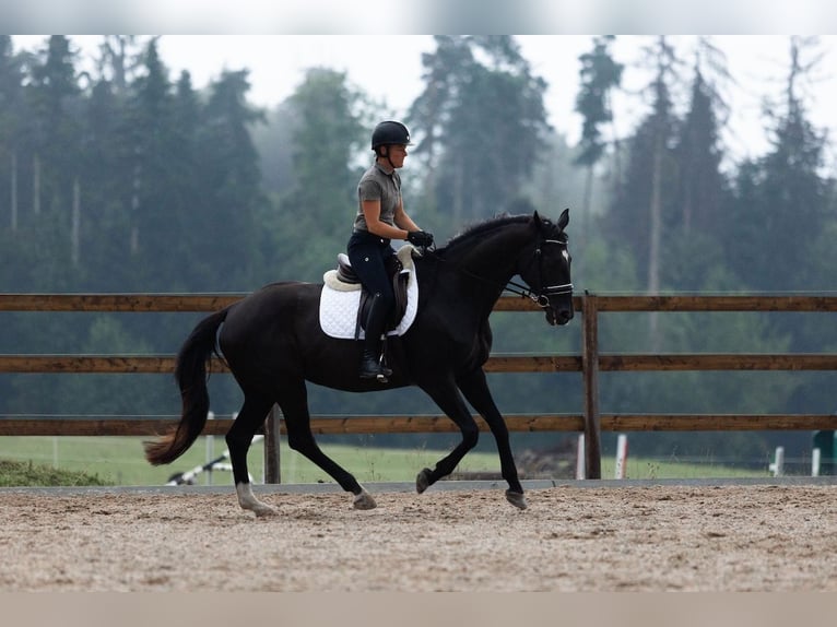 Oldenbourg Jument 16 Ans 168 cm Noir in Hinteregg