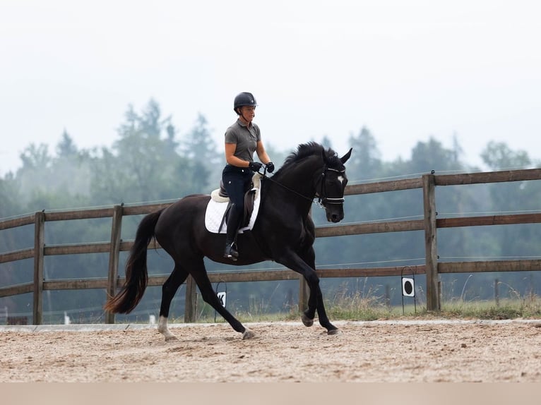 Oldenbourg Jument 16 Ans 168 cm Noir in Hinteregg