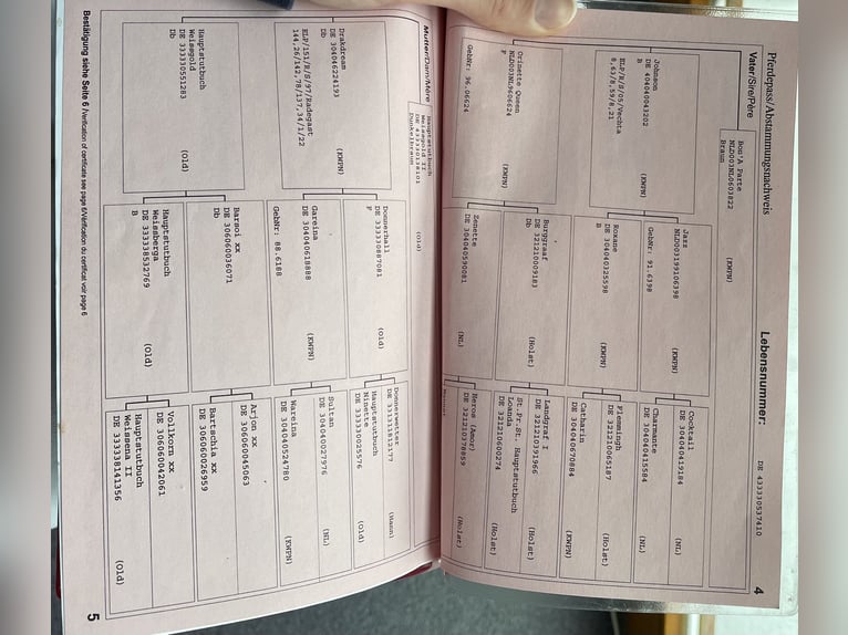 Oldenbourg Jument 16 Ans 169 cm Bai in Bramsche