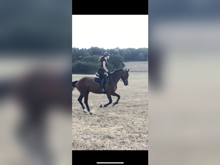 Oldenbourg Jument 16 Ans 169 cm Bai in Bramsche