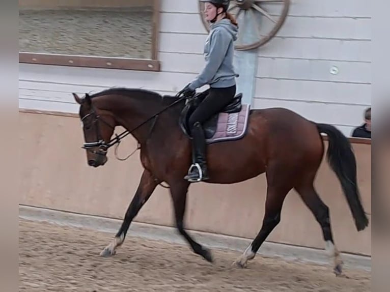 Oldenbourg Jument 16 Ans 169 cm Bai in Bramsche