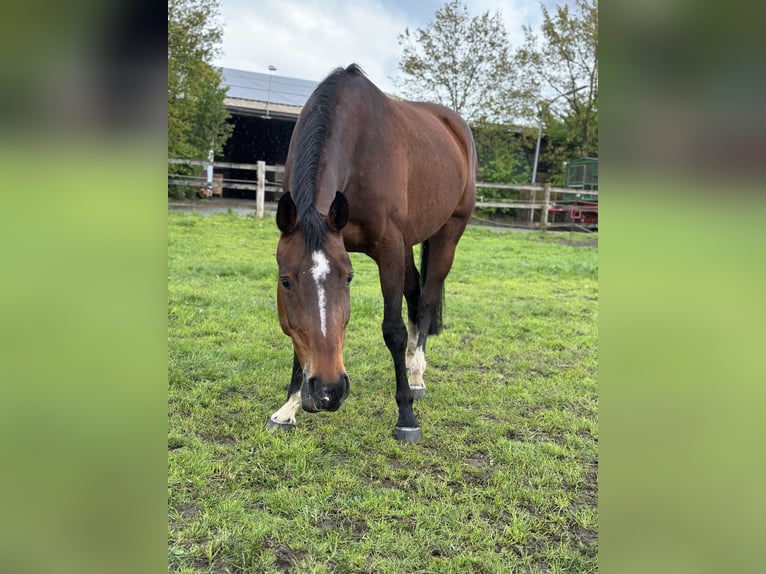 Oldenbourg Jument 16 Ans 169 cm Bai in Bramsche