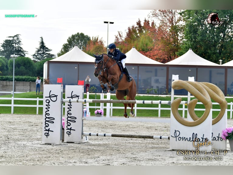 Oldenbourg Jument 16 Ans 170 cm Alezan in Rickenbach LU