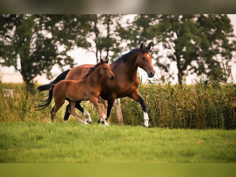 Oldenbourg Jument 16 Ans 170 cm Bai in Ihlow