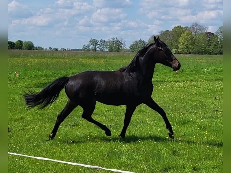 Oldenbourg Jument 16 Ans 173 cm Bai brun foncé in Butjadingen