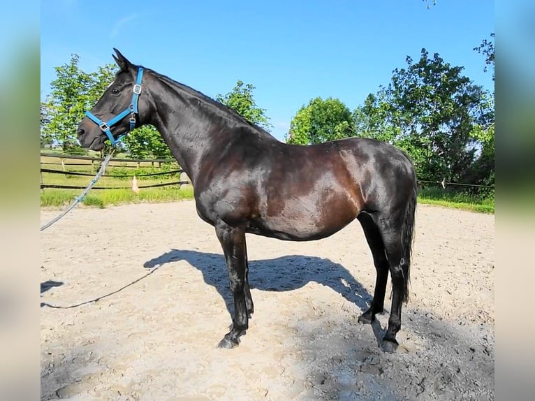 Oldenbourg Jument 16 Ans 173 cm Bai brun foncé in Butjadingen