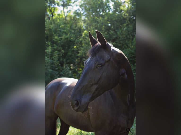 Oldenbourg Jument 16 Ans 173 cm Noir in Linz