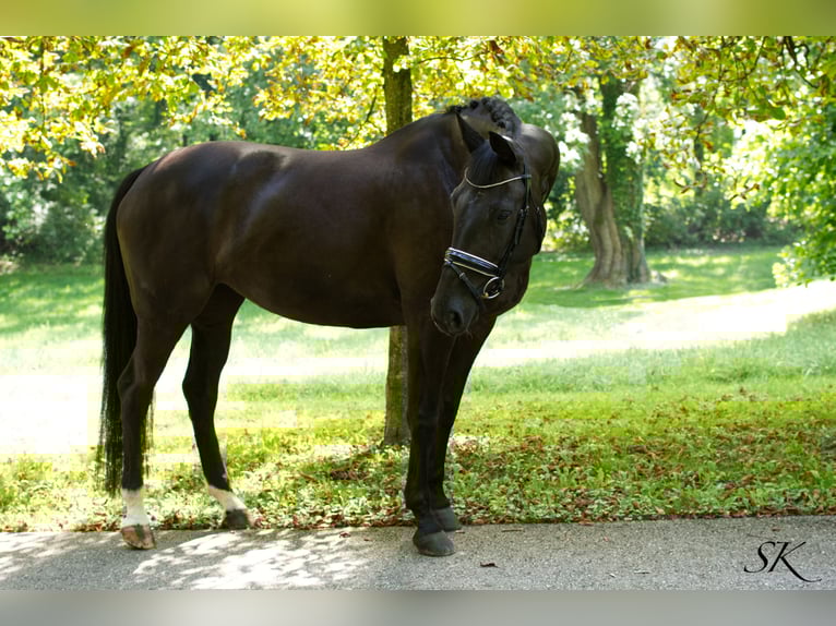 Oldenbourg Jument 16 Ans 173 cm Noir in Linz
