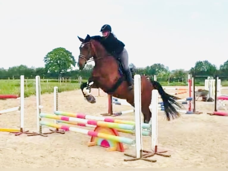 Oldenbourg Jument 16 Ans 176 cm Bai in Osdorf