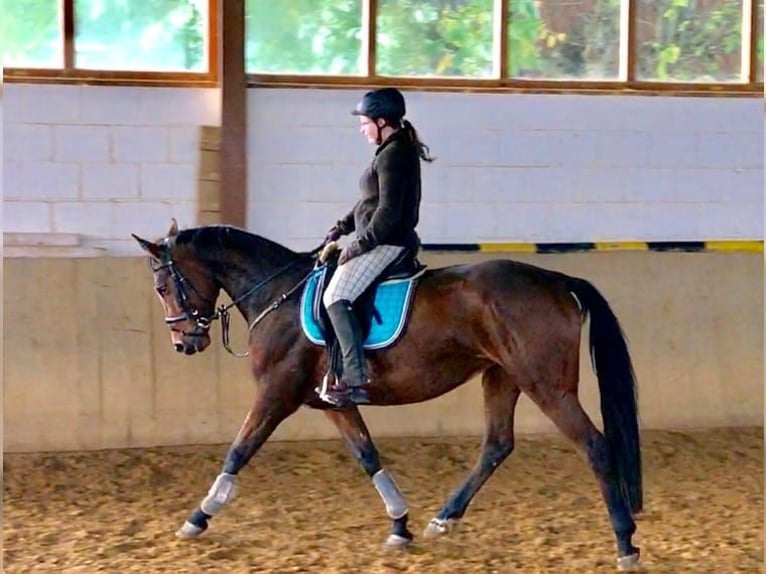 Oldenbourg Jument 17 Ans 162 cm Bai brun in Freden (Leine)