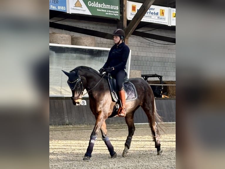 Oldenbourg Jument 17 Ans 165 cm Bai brun in Garrel